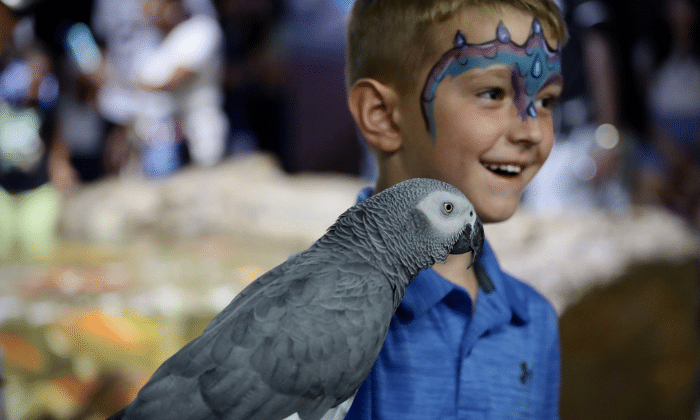 Young Boy holds an African Grey Parrot at the San Antonio Aquarium