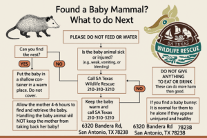 If you find an injured wild mammal - San Antonio Aquarium