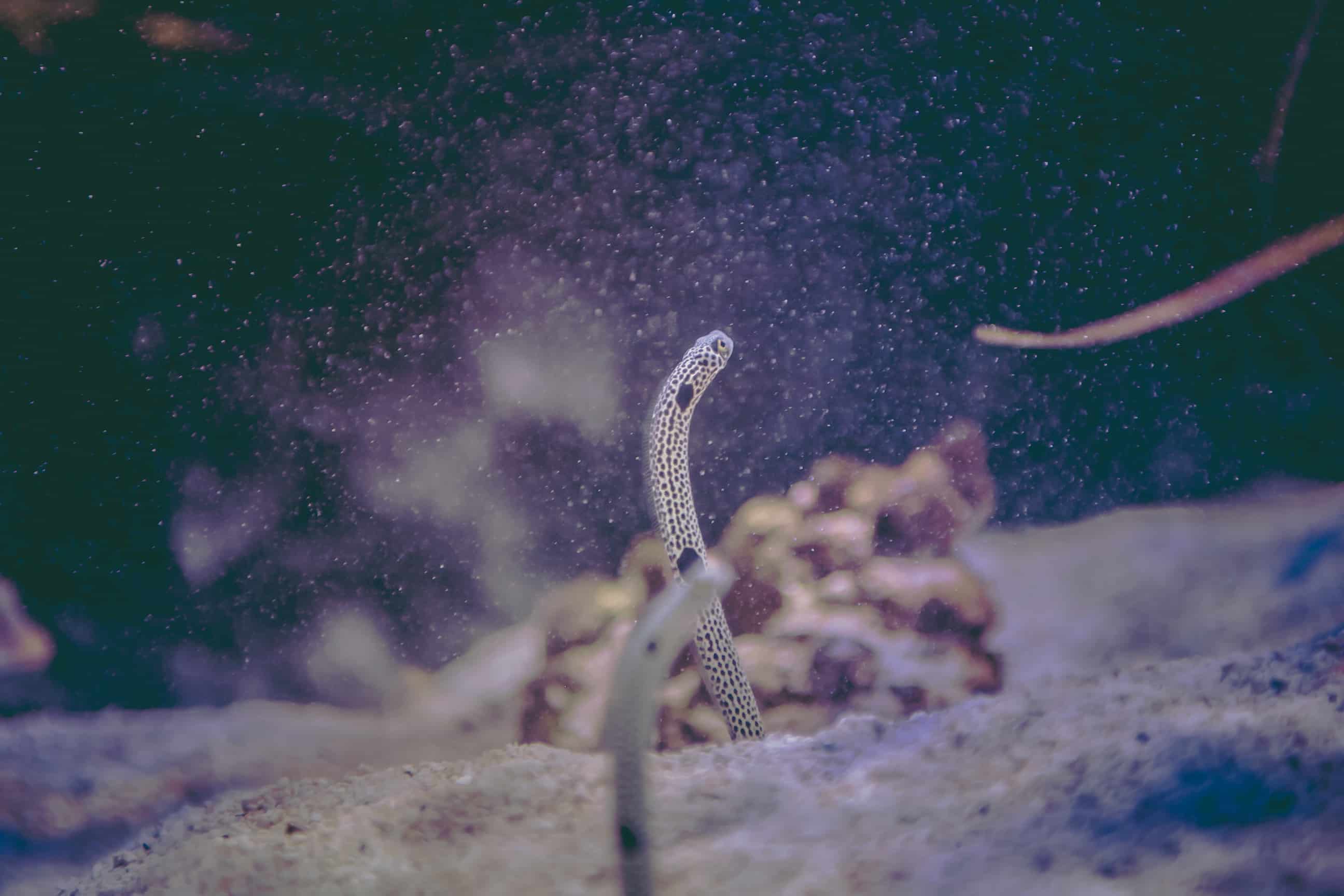 _MG_7144 San Antonio Aquarium