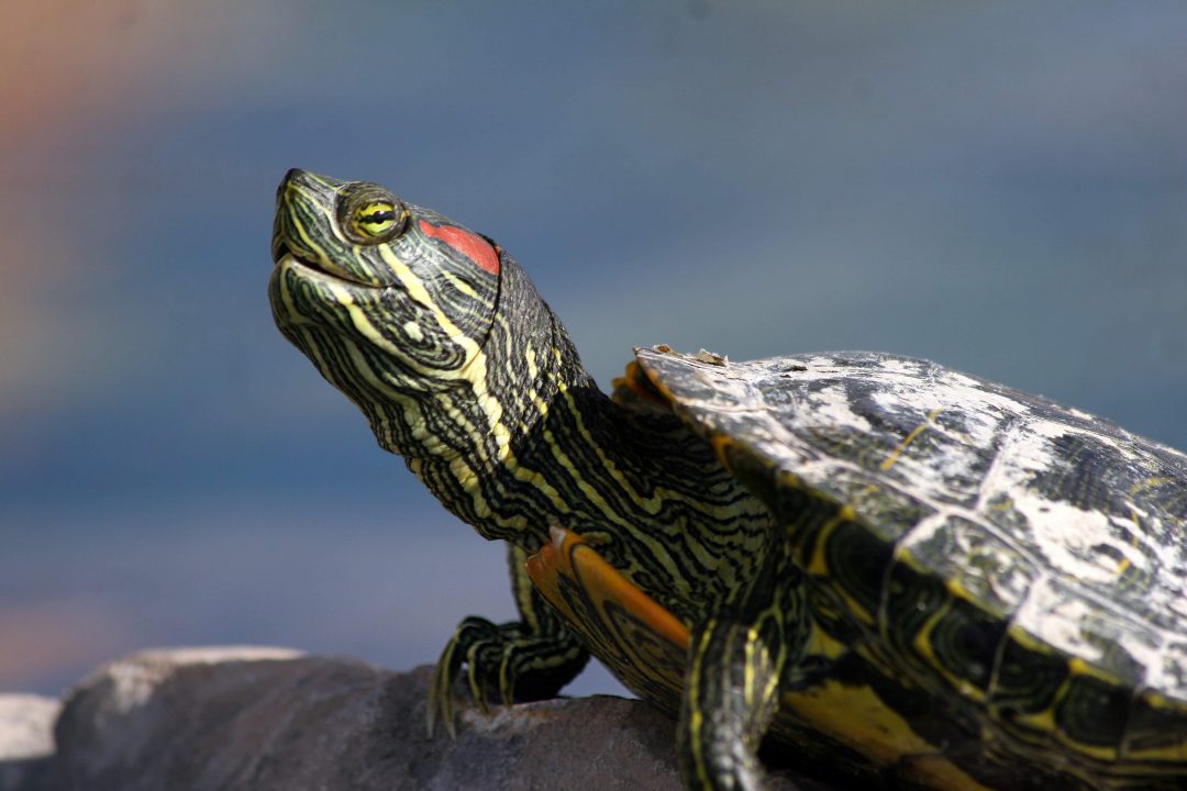 Red-eared-slider-main - San Antonio Aquarium