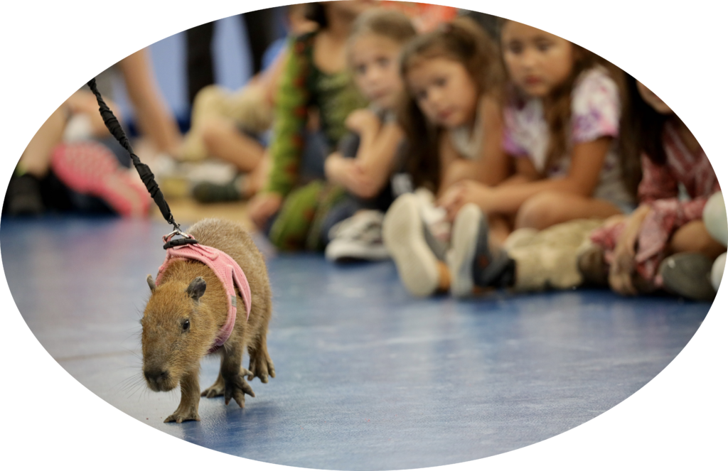 Capybara - San Antonio Aquarium