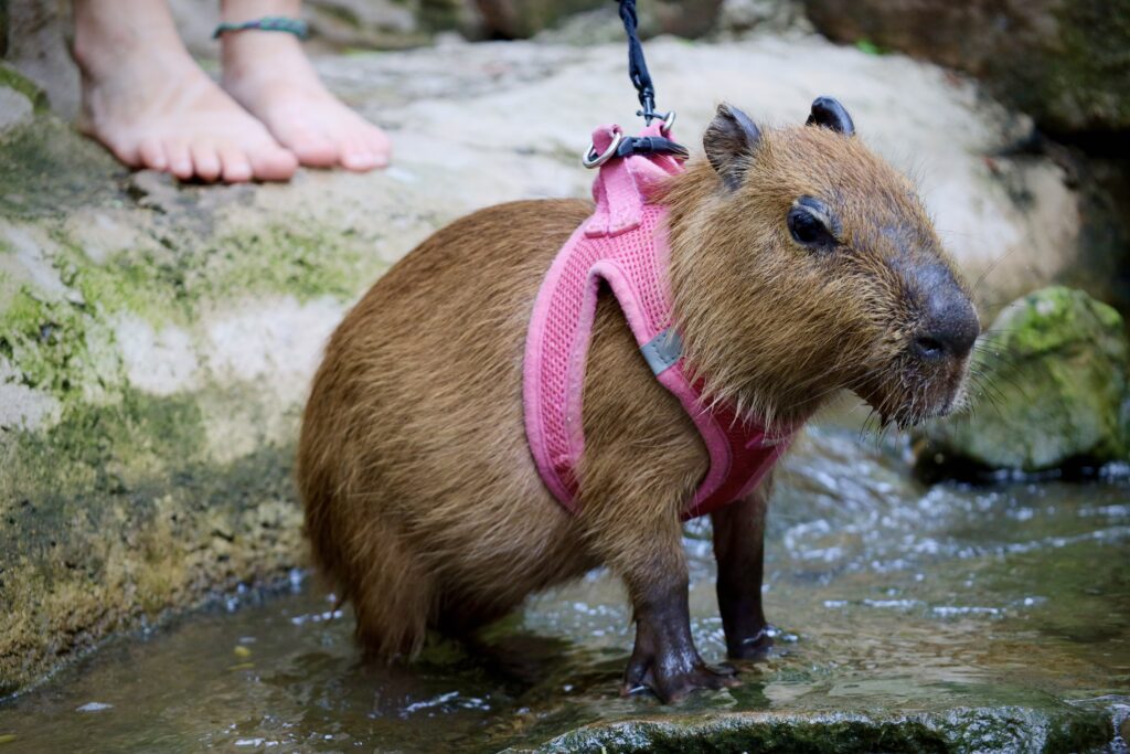 Capybara - San Antonio Aquarium