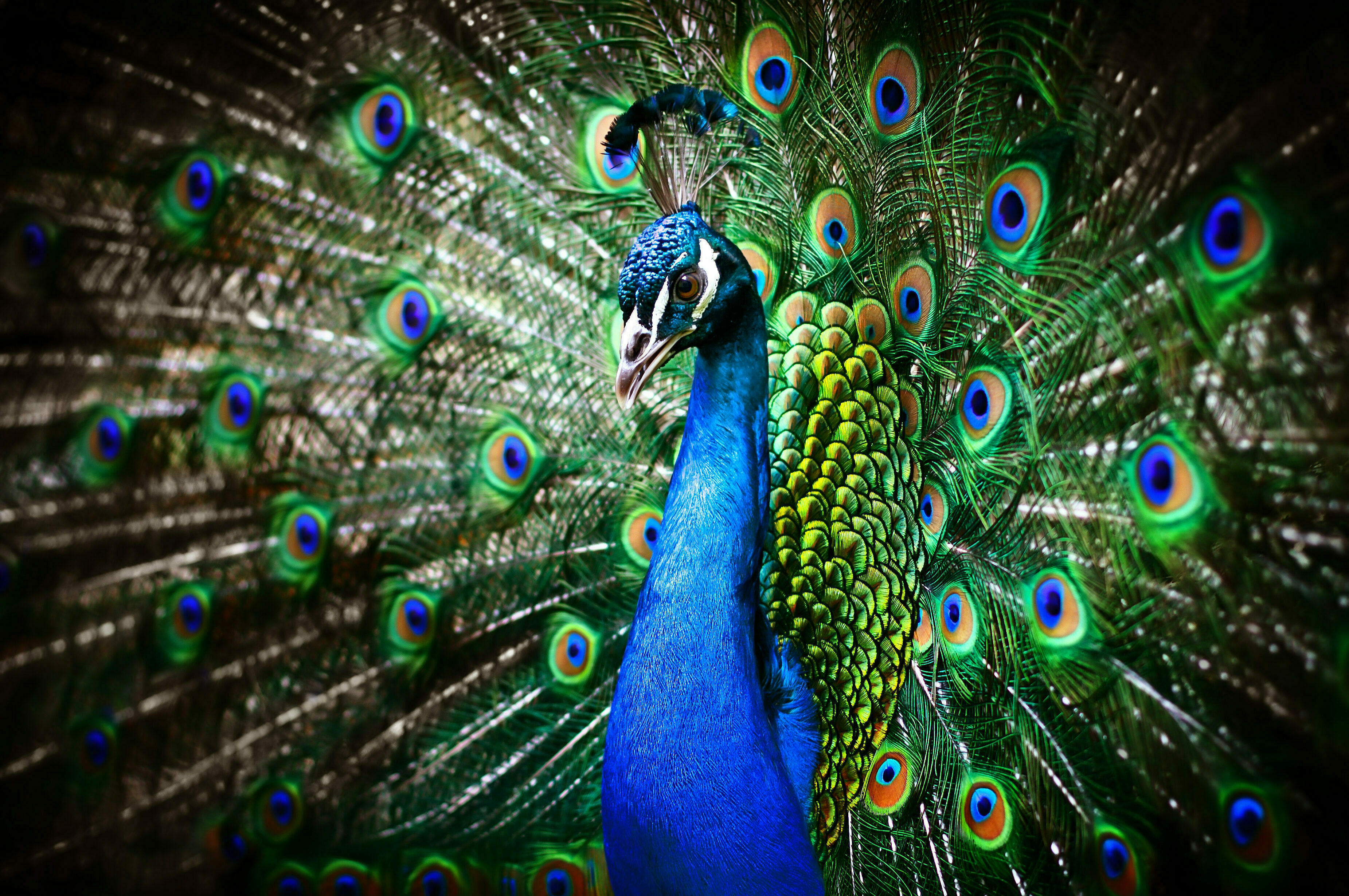 PEACOCK