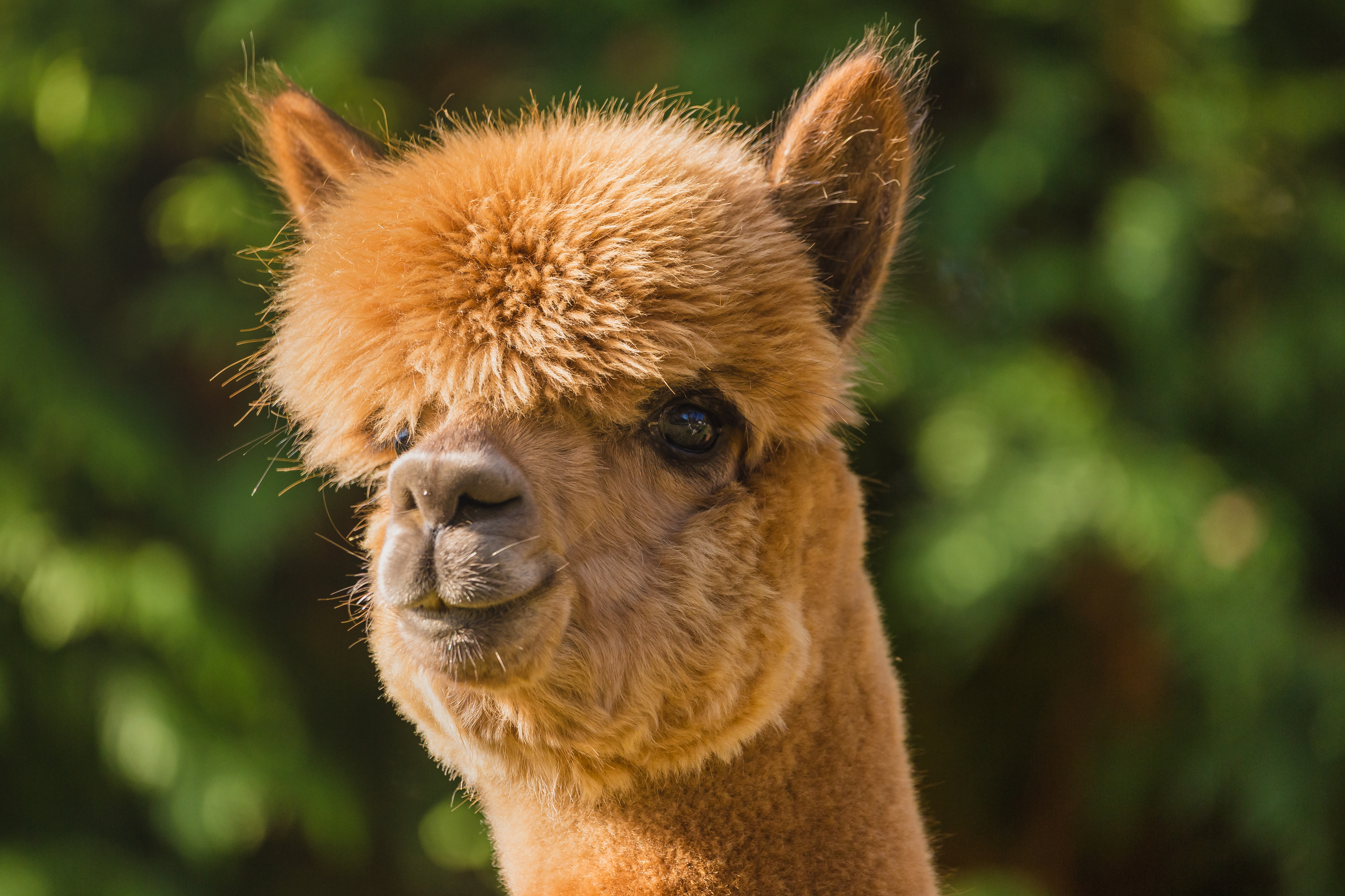 ALPACA