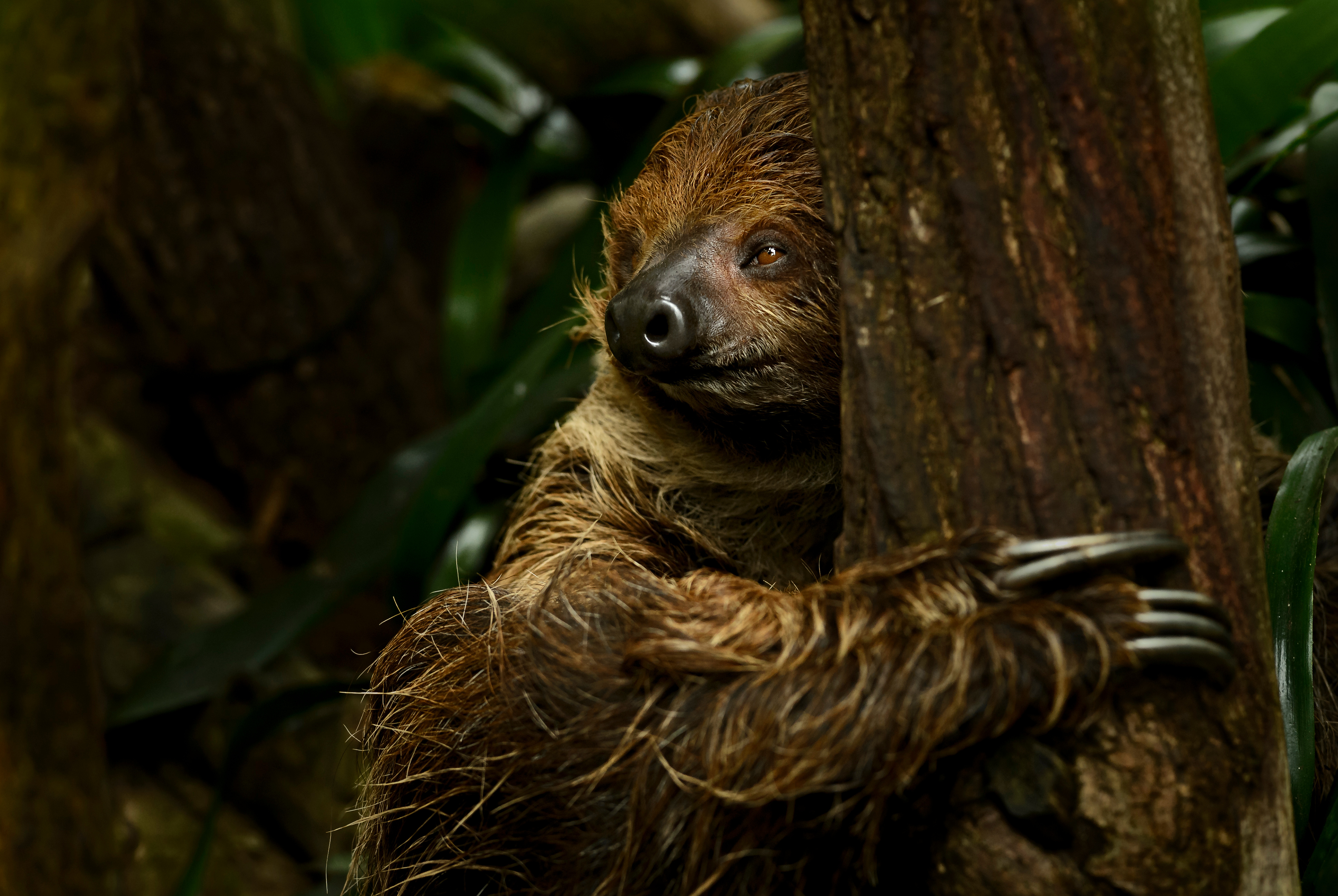 TWO-TOED SLOTH