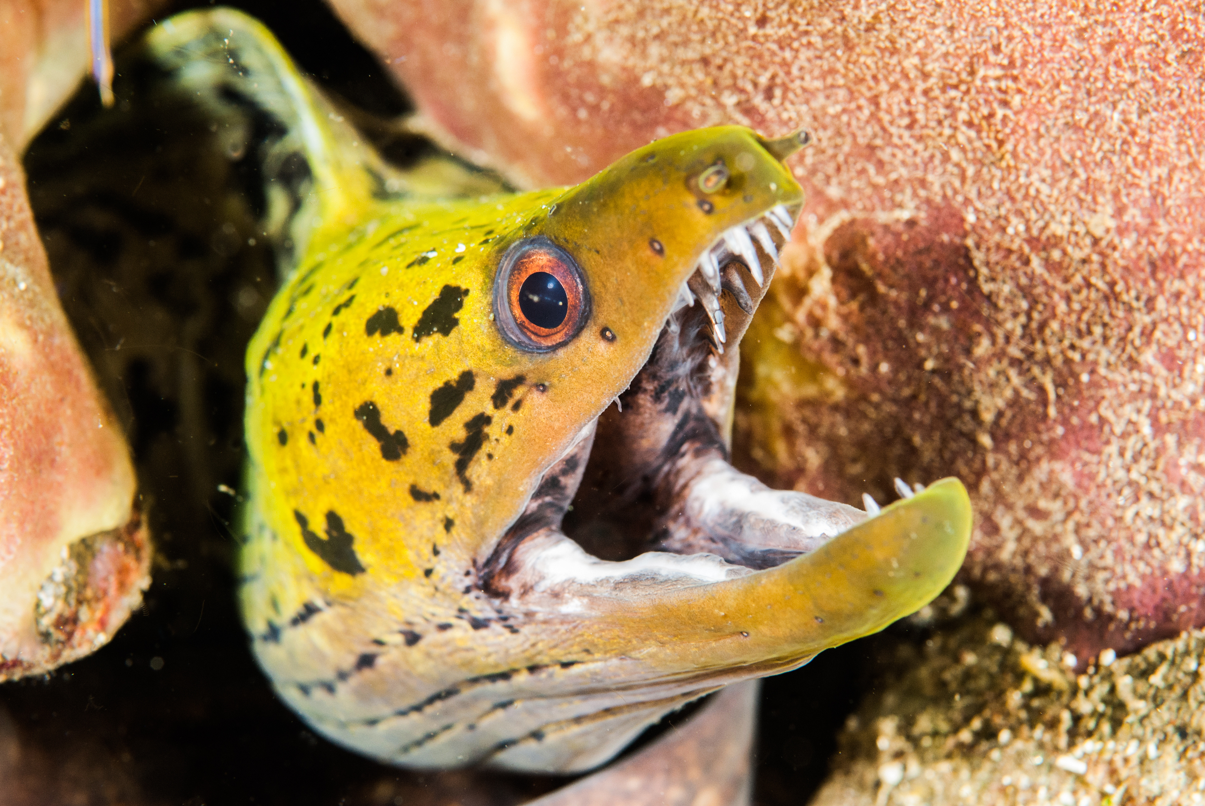 MORAY EEL