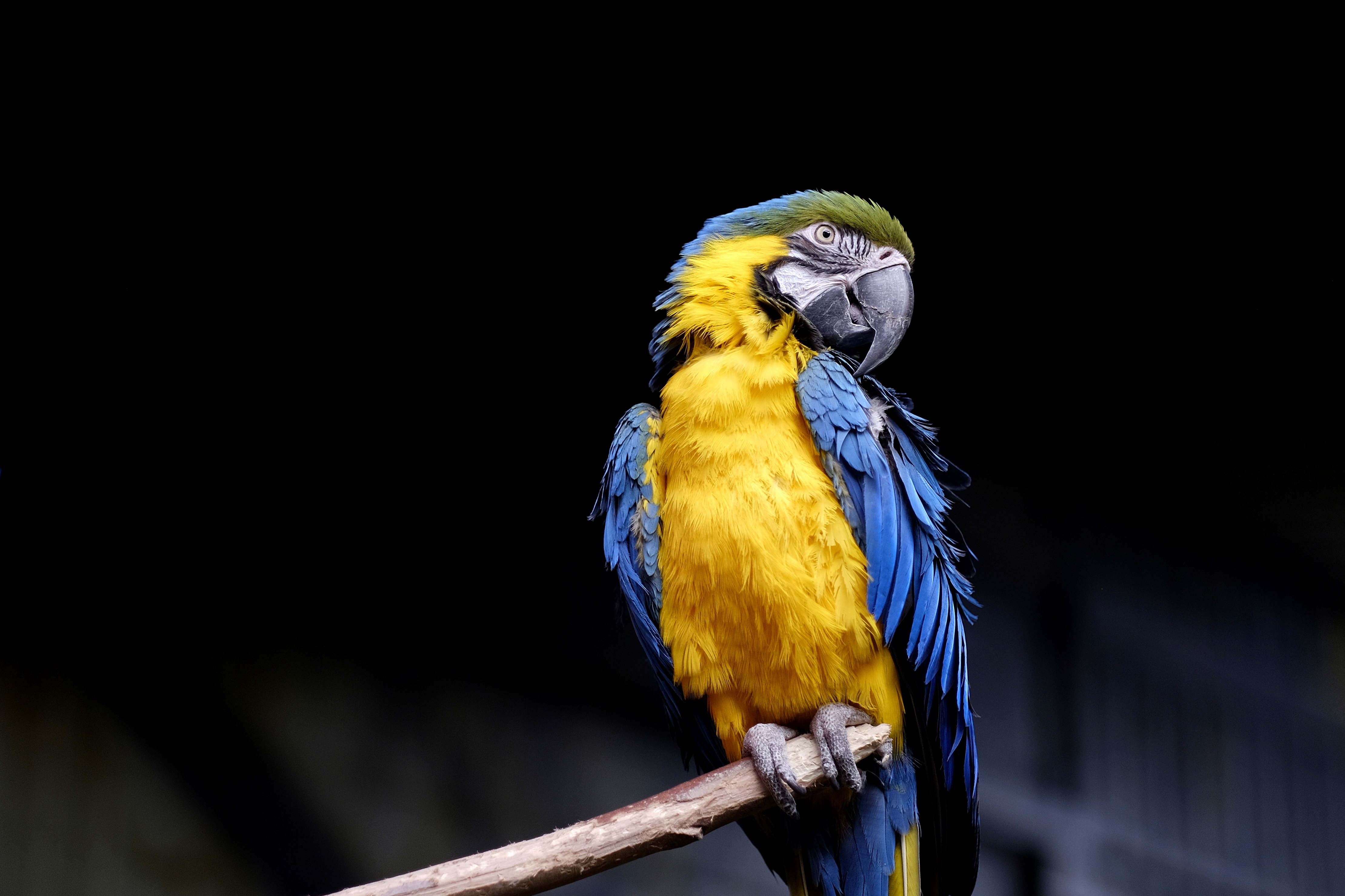 MACAWS