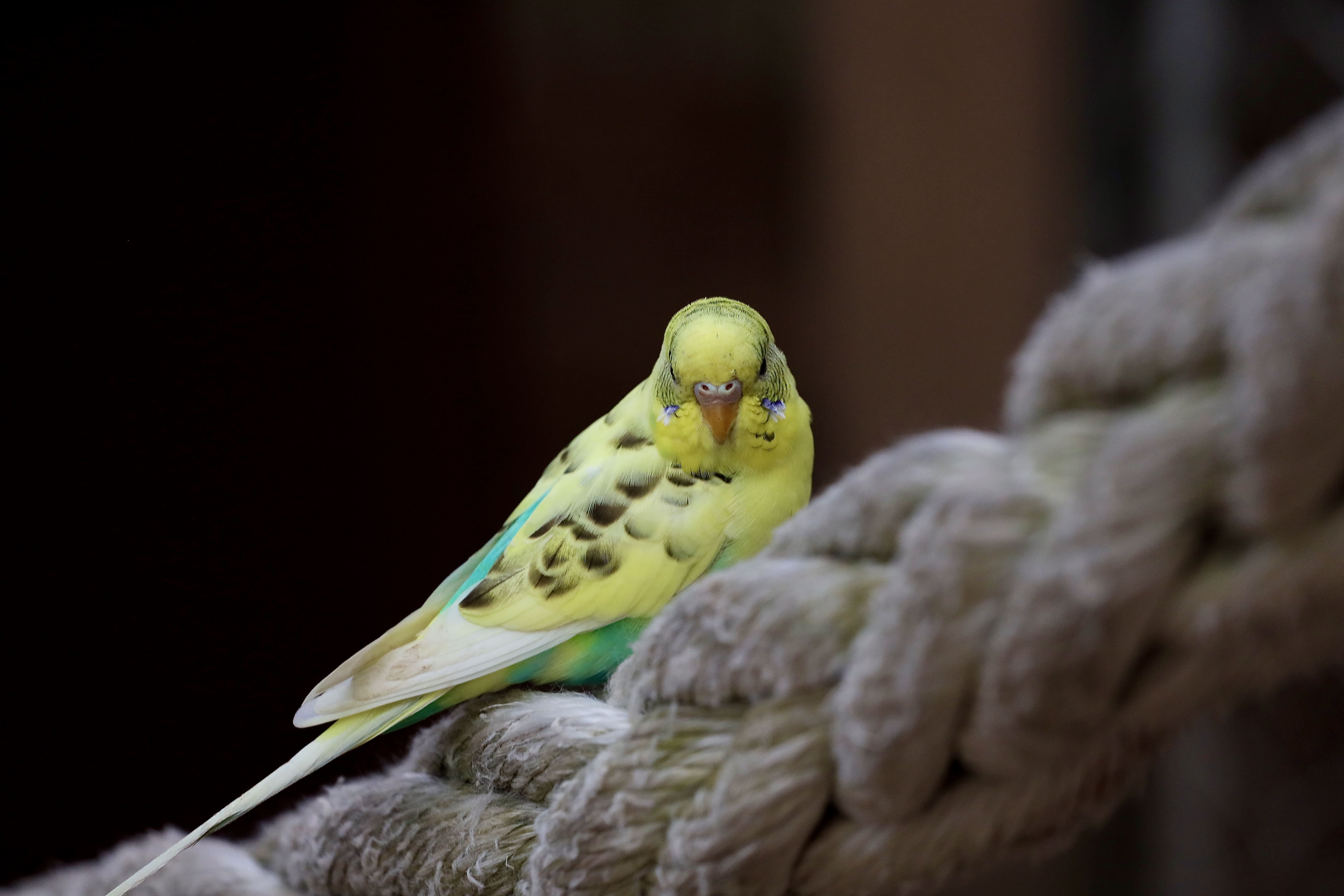 PARAKEET