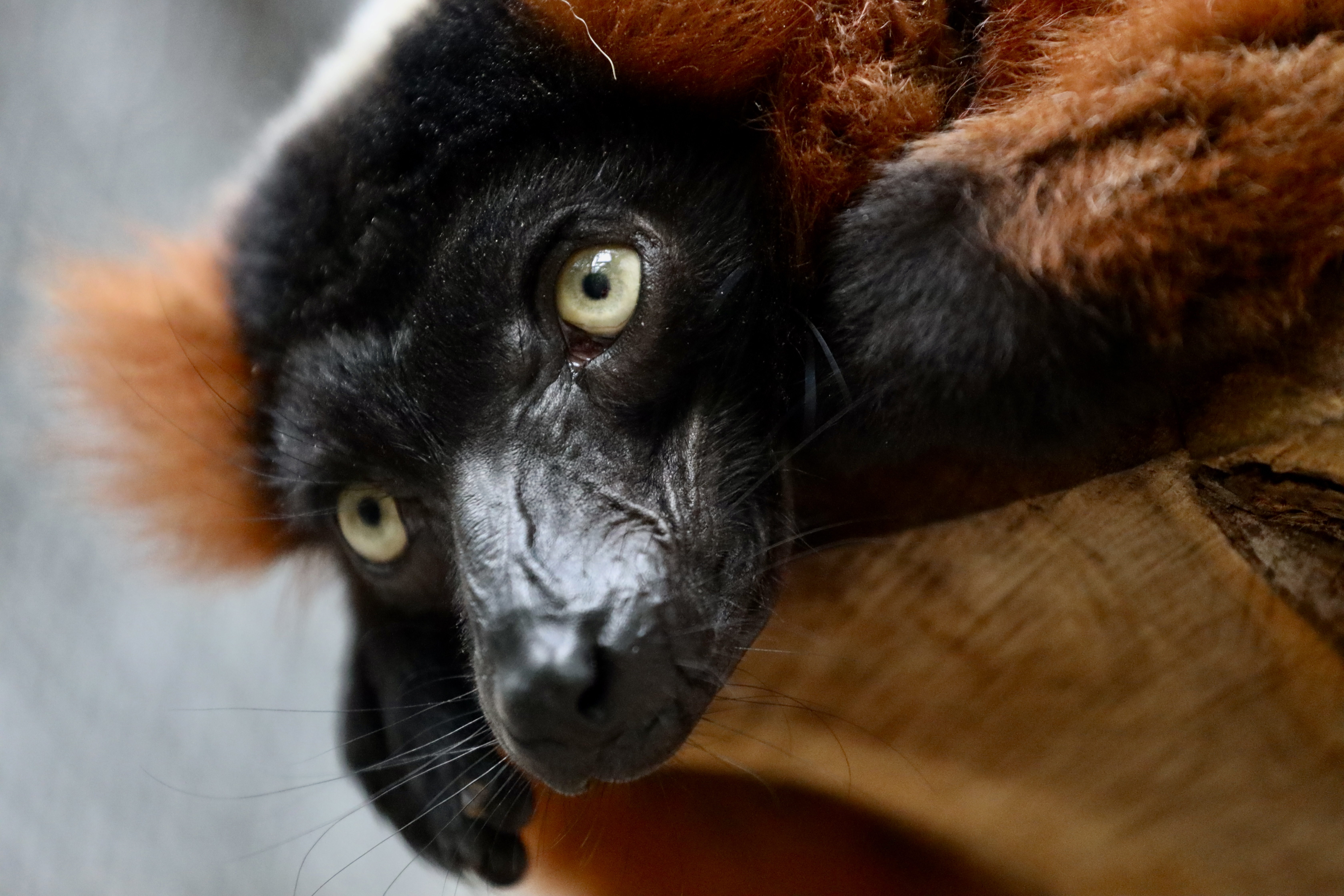 RUFF LEMUR