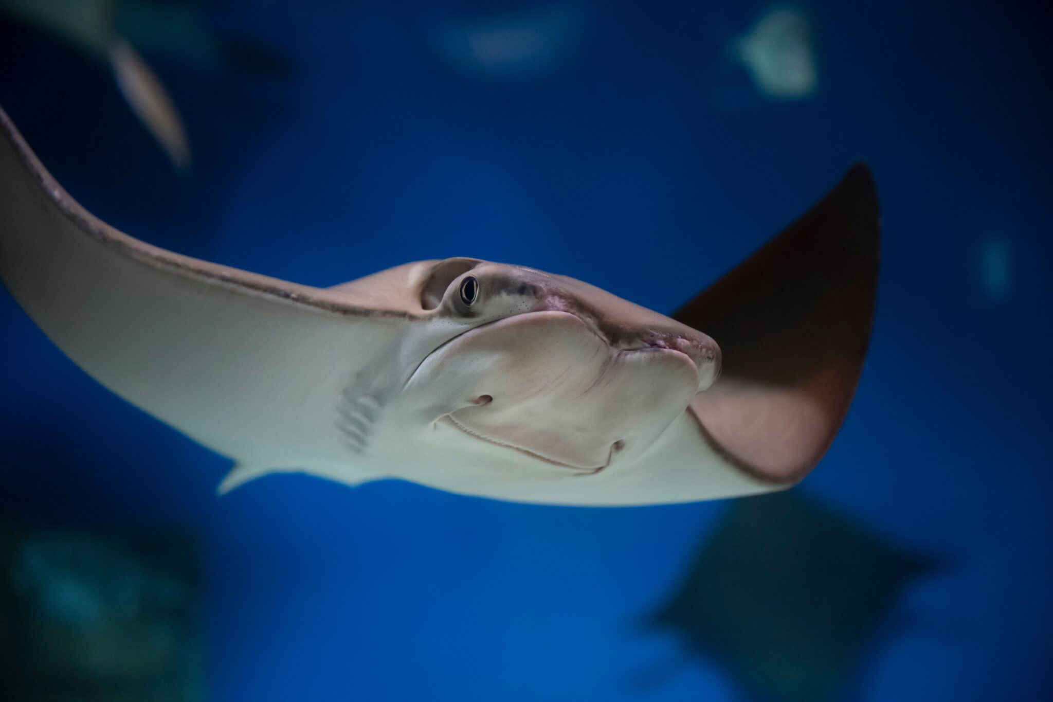 COWNOSE STINGRAY - San Antonio Aquarium