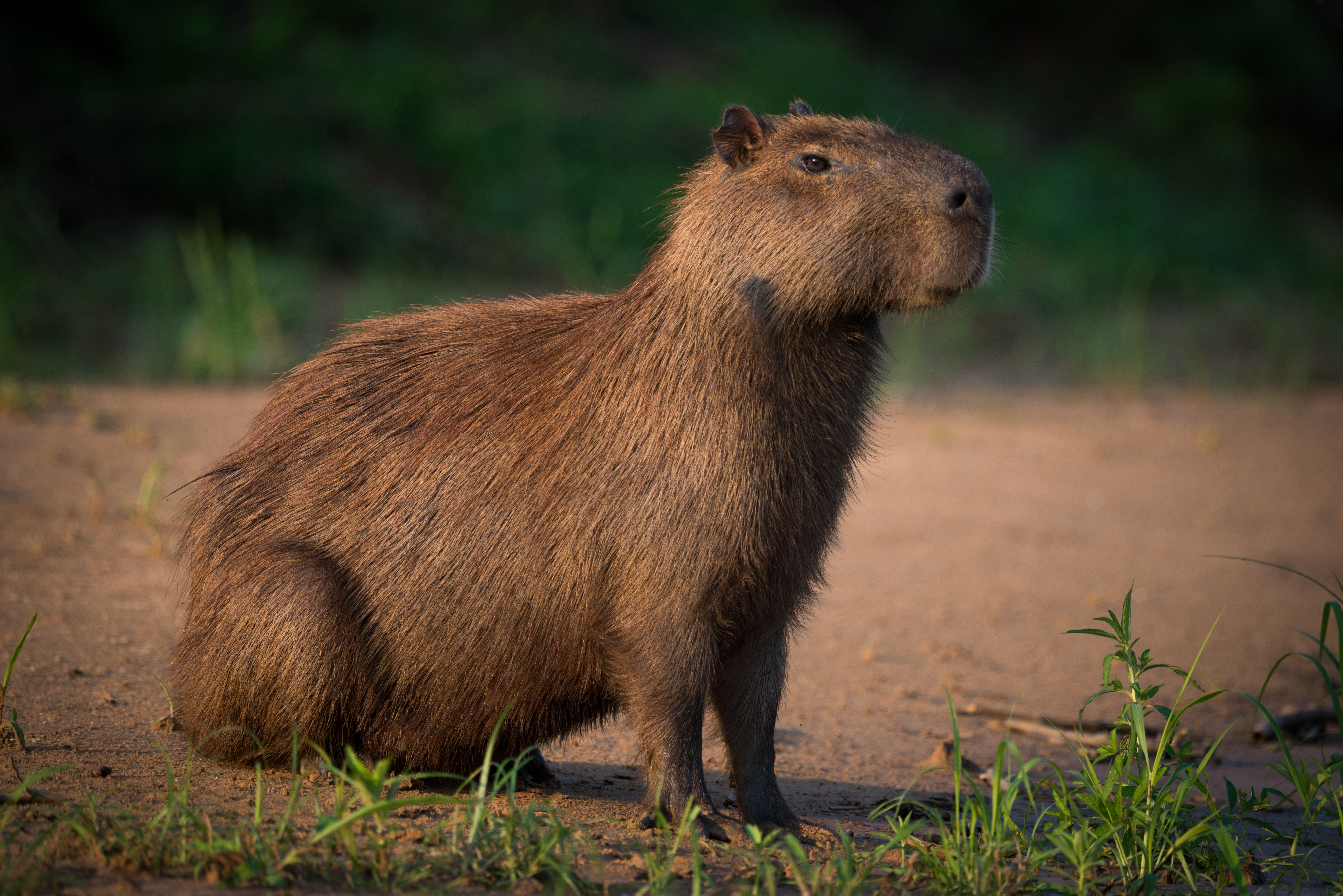 CAPYBARA