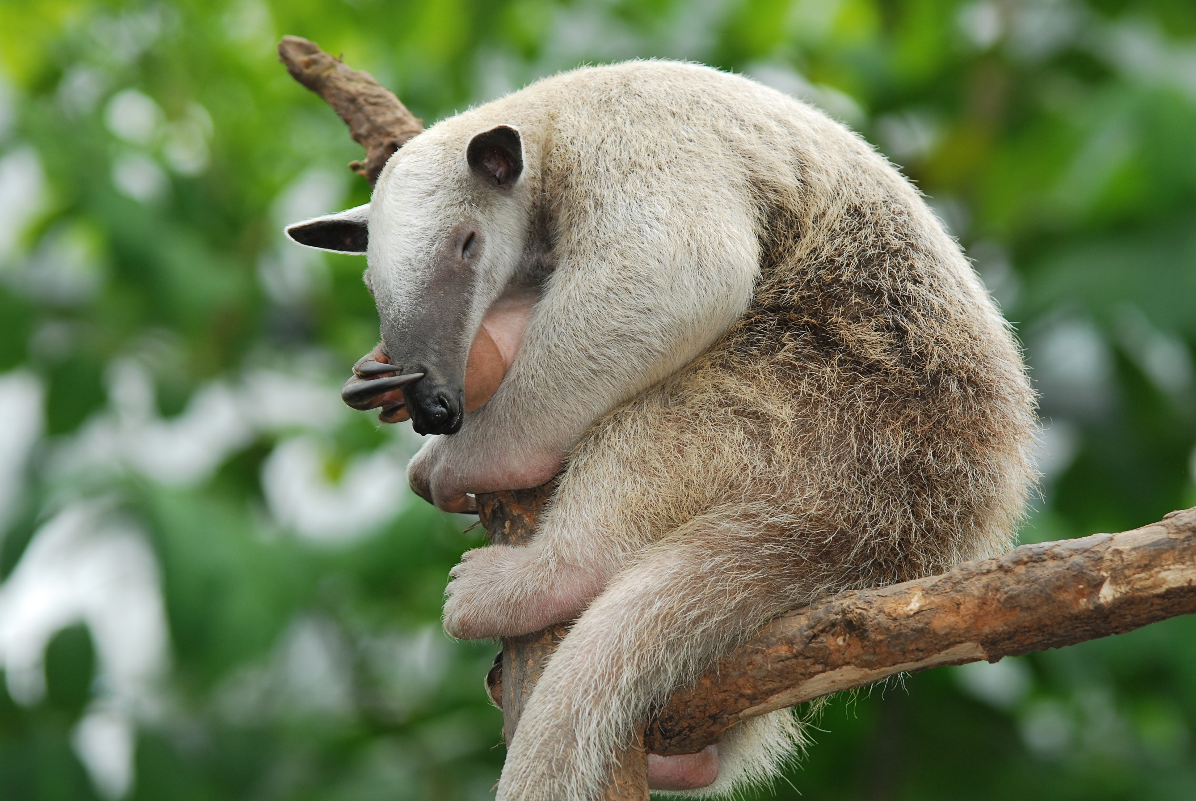 TAMANDUA